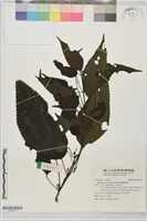 藏品(臺灣苧麻)的圖片