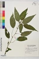 藏品(珠芽桑葉麻)的圖片