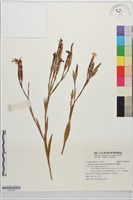藏品(清水瞿麥)的圖片