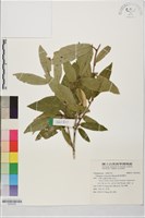 藏品(能高胡頹子)的圖片