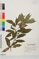 藏品(銳葉新木薑子)的圖片