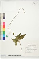 藏品(阿里山鬼督郵)的圖片