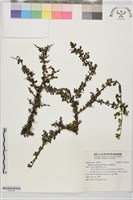 藏品(變葉鼠李)的圖片