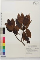 藏品(雪山冬青)的圖片