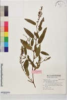 藏品(葫蘆茶)的圖片