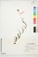 藏品(華薊)的圖片
