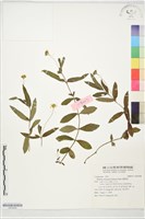 藏品(蟛蜞菊)的圖片