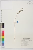 藏品(夏赤箭)的圖片