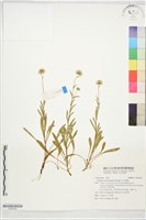 藏品(玉山飛蓬)的圖片