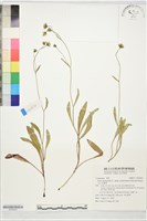 藏品(玉山毛蓮菜)的圖片