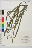 藏品(紅鞘薹、蕨狀苔草)的圖片