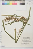 藏品(紅鞘薹、蕨狀苔草)的圖片