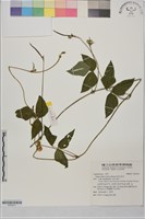 藏品(曲毛豇豆)的圖片