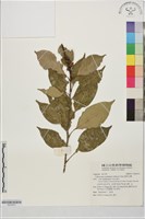 藏品(菱果石櫟)的圖片