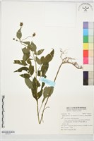 藏品(裂瓣鬼針)的圖片