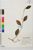 藏品(長果藤、芒毛苣苔)的圖片