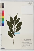 藏品(琉球雞屎樹)的圖片