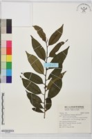 藏品(蓮花池柃木)的圖片