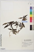 藏品(長節耳草、狗骨消)的圖片