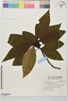 藏品(大香葉樹)的圖片