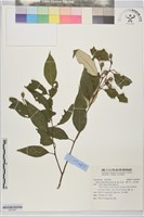 藏品(紅皮、葉下白、赤仔尾)的圖片