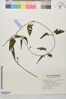 藏品(絨毛芙蓉蘭)的圖片