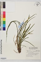 藏品(高節沿階草、廣東沿階草)的圖片