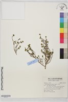 藏品(六月雪)的圖片