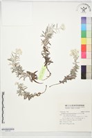 藏品(玉山抱莖籟簫)的圖片