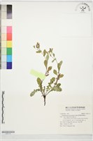 藏品(臺灣假黃鵪菜)的圖片