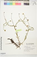 藏品(狗娃花)的圖片