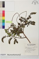 藏品(老荊藤)的圖片
