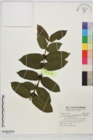 藏品(圓葉雞屎樹、斜基粗葉木)的圖片