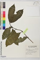 藏品(雞屎樹)的圖片