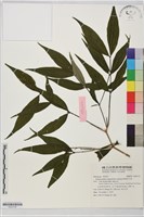 藏品(無刺伏牛花)的圖片