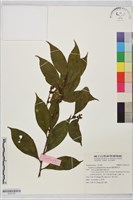 藏品(楊桐葉灰木)的圖片