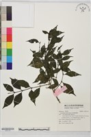 藏品(琉球雞屎樹)的圖片