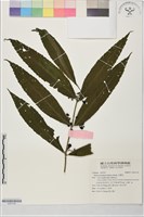 藏品(毛藥花)的圖片