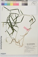 藏品(剛莠竹)的圖片