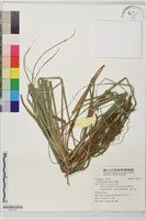 藏品(紅果薹)的圖片