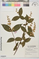 藏品(心基葉溲疏)的圖片