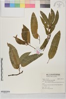 藏品(麻櫟)的圖片