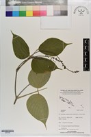 藏品()的圖片