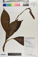 藏品(長苞斑葉蘭)的圖片