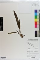 藏品()的圖片