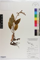 藏品(綠花斑葉蘭、鳥喙斑葉蘭)的圖片