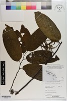 藏品(香水樹)的圖片