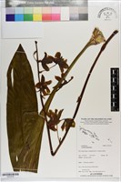 藏品()的圖片