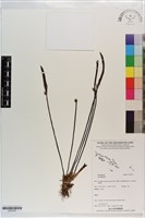藏品()的圖片