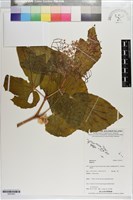 藏品()的圖片